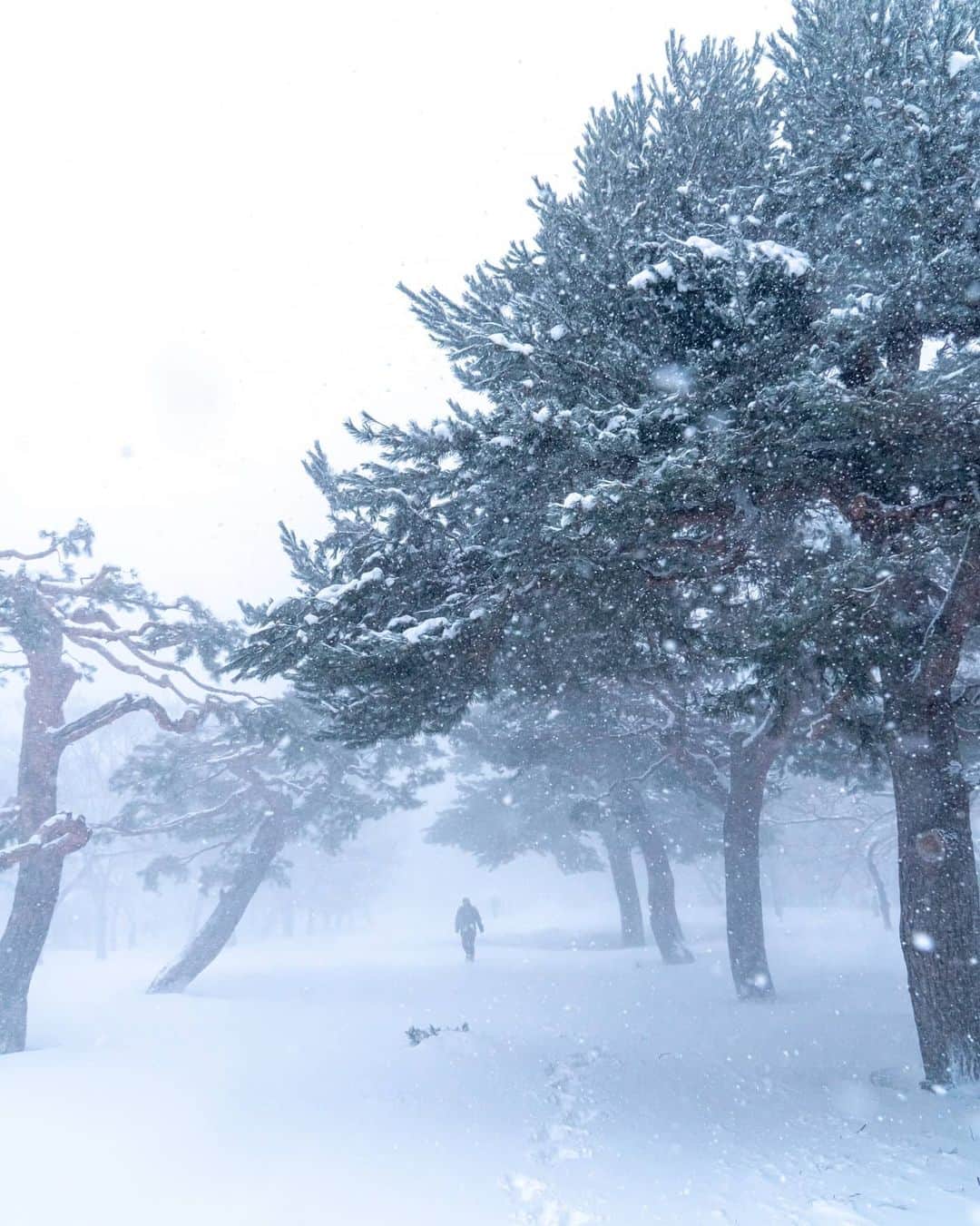 6151のインスタグラム：「吹雪」