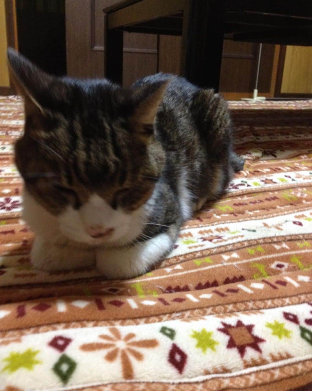 原田大輔のインスタグラム：「. 今日2月22日は #猫の日   昔飼ってた猫  名はムサシ！」