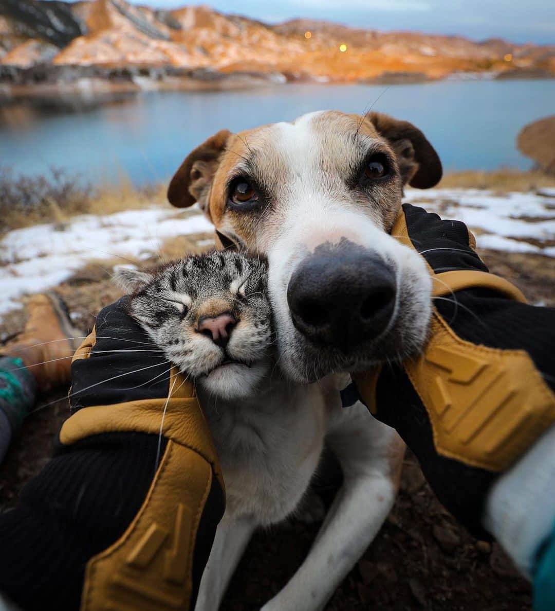 エディー・バウアーさんのインスタグラム写真 - (エディー・バウアーInstagram)「Two days late, but better late than never right? Adventure buddies come in all shapes, sizes & species! #NationalLoveYourPetDay gives us the chance to show our animal friends a bit of the unconditional love they show us every day (and we are so here for it ❤️). To all the pets out there, the journey wouldn't be the same without you!   If you're a dog hooman, remember to tag #EddieBauerCanineClub for a chance to be featured. (Pro tip: you can also go back and tag old photos.)  #LiveYourAdventure」2月22日 23時10分 - eddiebauer