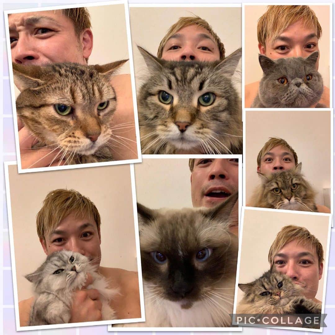 潮崎豪さんのインスタグラム写真 - (潮崎豪Instagram)「. nekonohiｼｬｰ ฅ(`ꈊ´ฅ)  #猫の日 #サイベリアン #マンチカン #ミヌエット #ラグドール #エキゾチックショートヘア #ねこすたぐらむ #ねこのいる生活 #猫部 #たとうがいの幸せ #noah_ghc」2月22日 23時19分 - g.shiozaki