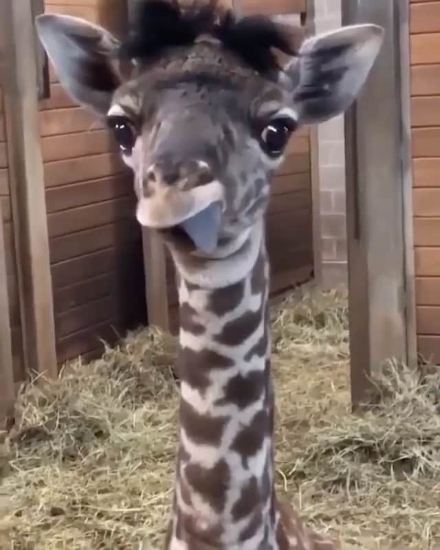 animalsのインスタグラム：「Happy Monday 🤎 Video by: @kansascityzoo」