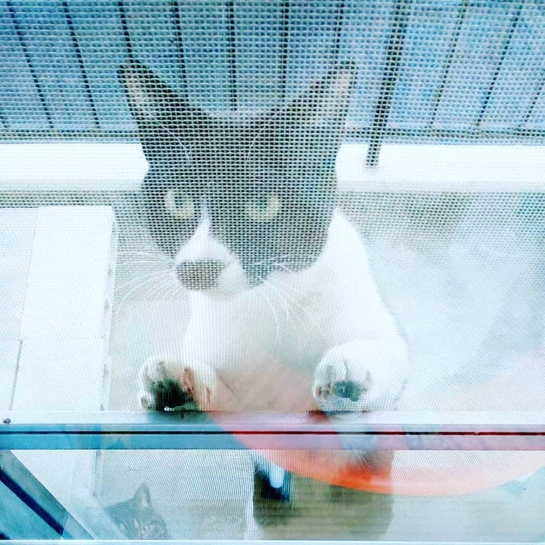 吉村美樹さんのインスタグラム写真 - (吉村美樹Instagram)「猫の日(ΦωΦ)我が家によく遊びにきてくれる野良猫ちゃんたち。朝の洗濯物の時間に合わせて、挨拶に来てくれます（笑） #猫の日 #にゃーにゃーにゃー #猫 #野良猫 #お友達 #癒し #網戸に #ねこ #にゃんスタグラム #😺😺」2月22日 23時23分 - yoshimuramiki0911