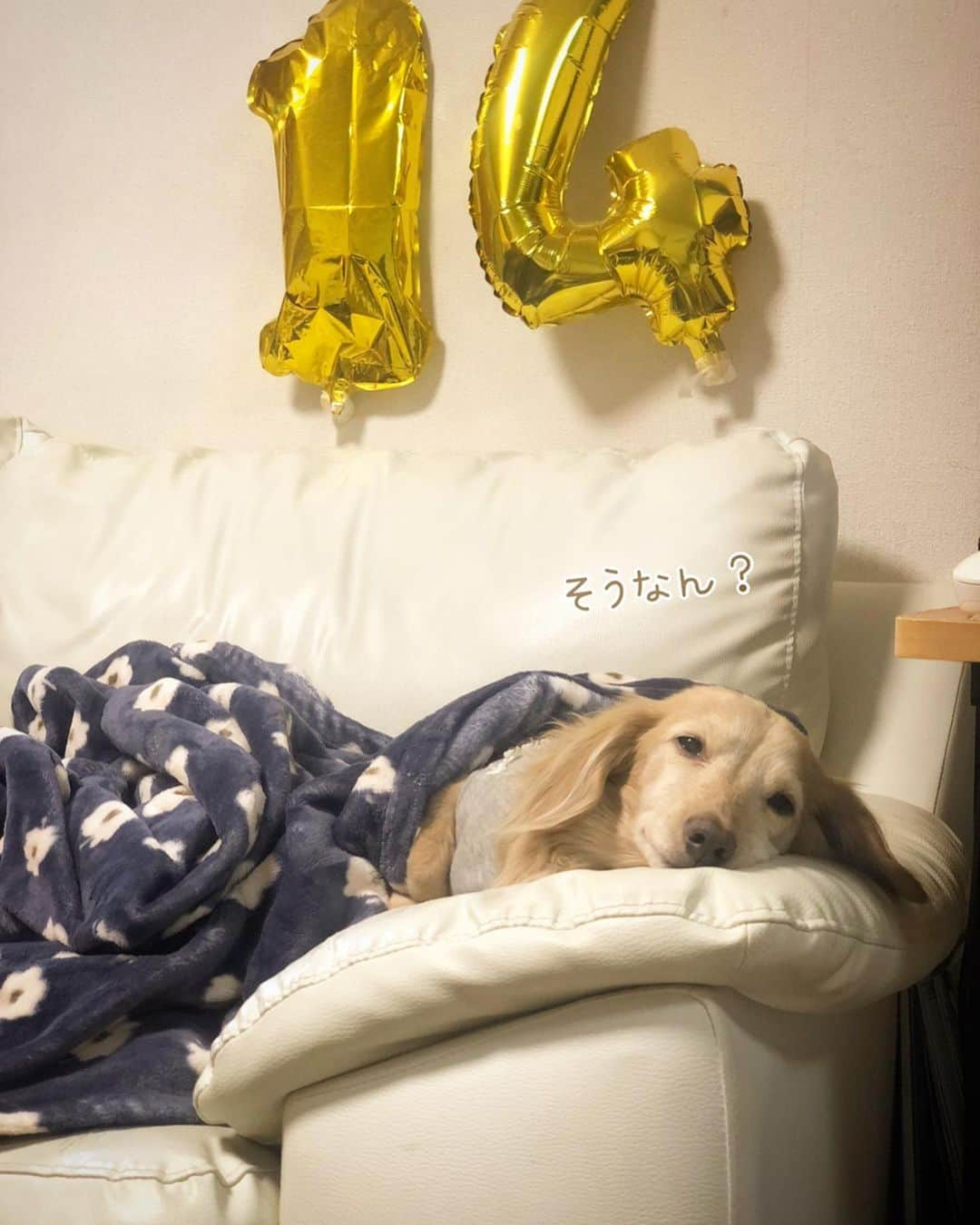 チズさんのインスタグラム写真 - (チズInstagram)「マロ君カウントダウン⏰ はじまってるよ🐶❤︎  #14歳最後の日 🎂 #誕生日前夜祭  #犬とおでかけ #ぽかぽか陽気 ☀️ #花みて 🌼🌸 #馬みて 🐴 #爆睡犬   #Mダックス#ダックス#ミニチュアダックス #親父犬#シニア犬#ミニチュアダックスフンド #ミニチュアダックスクリーム#短足部 #短足犬#カニンヘンダックス #ダックス14歳#カニンヘンダックスフンド#犬は家族#犬のいる生活#シニアライフ#インスタでわんこみるのが日課 ♡♡」2月22日 23時38分 - sqi.chizu