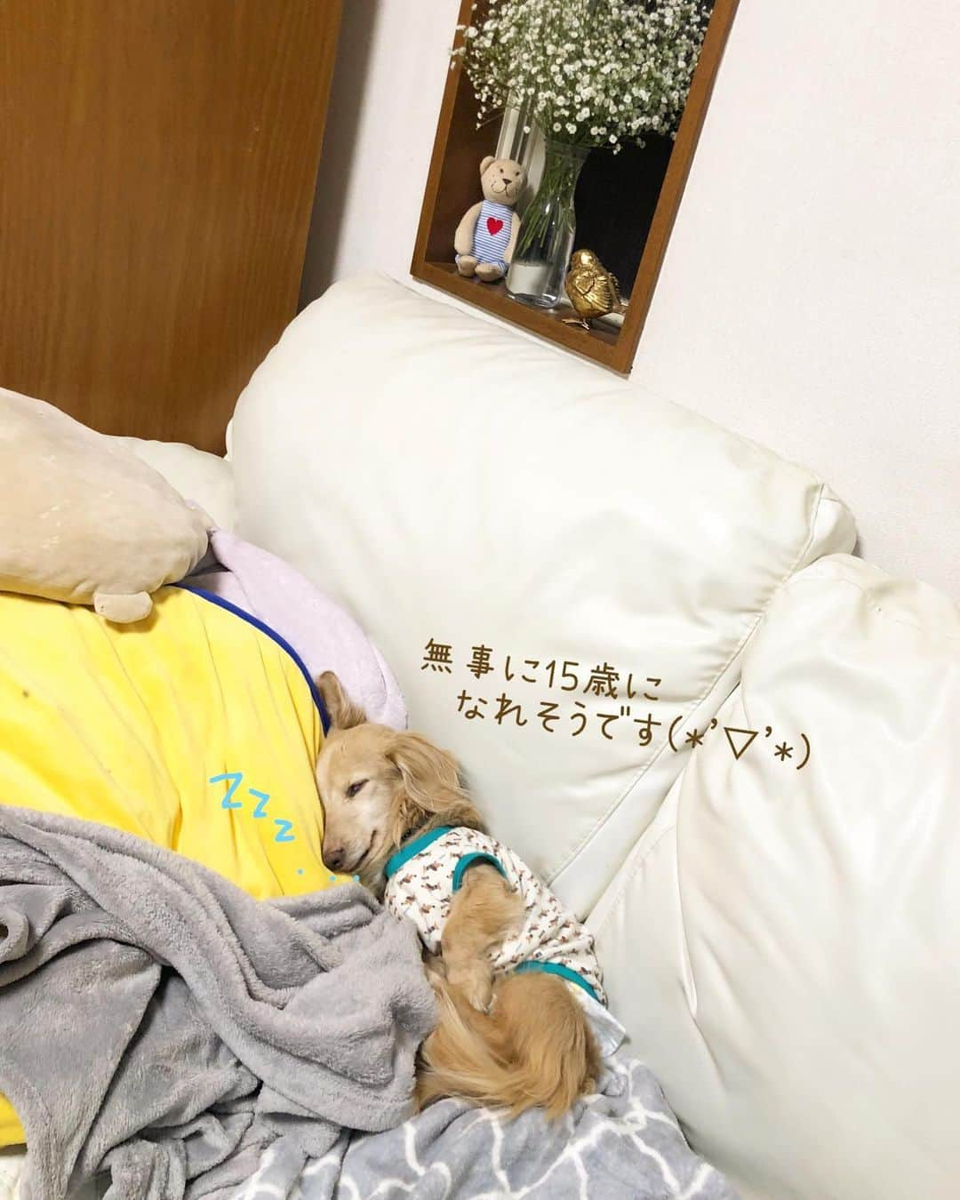 チズさんのインスタグラム写真 - (チズInstagram)「マロ君カウントダウン⏰ はじまってるよ🐶❤︎  #14歳最後の日 🎂 #誕生日前夜祭  #犬とおでかけ #ぽかぽか陽気 ☀️ #花みて 🌼🌸 #馬みて 🐴 #爆睡犬   #Mダックス#ダックス#ミニチュアダックス #親父犬#シニア犬#ミニチュアダックスフンド #ミニチュアダックスクリーム#短足部 #短足犬#カニンヘンダックス #ダックス14歳#カニンヘンダックスフンド#犬は家族#犬のいる生活#シニアライフ#インスタでわんこみるのが日課 ♡♡」2月22日 23時38分 - sqi.chizu