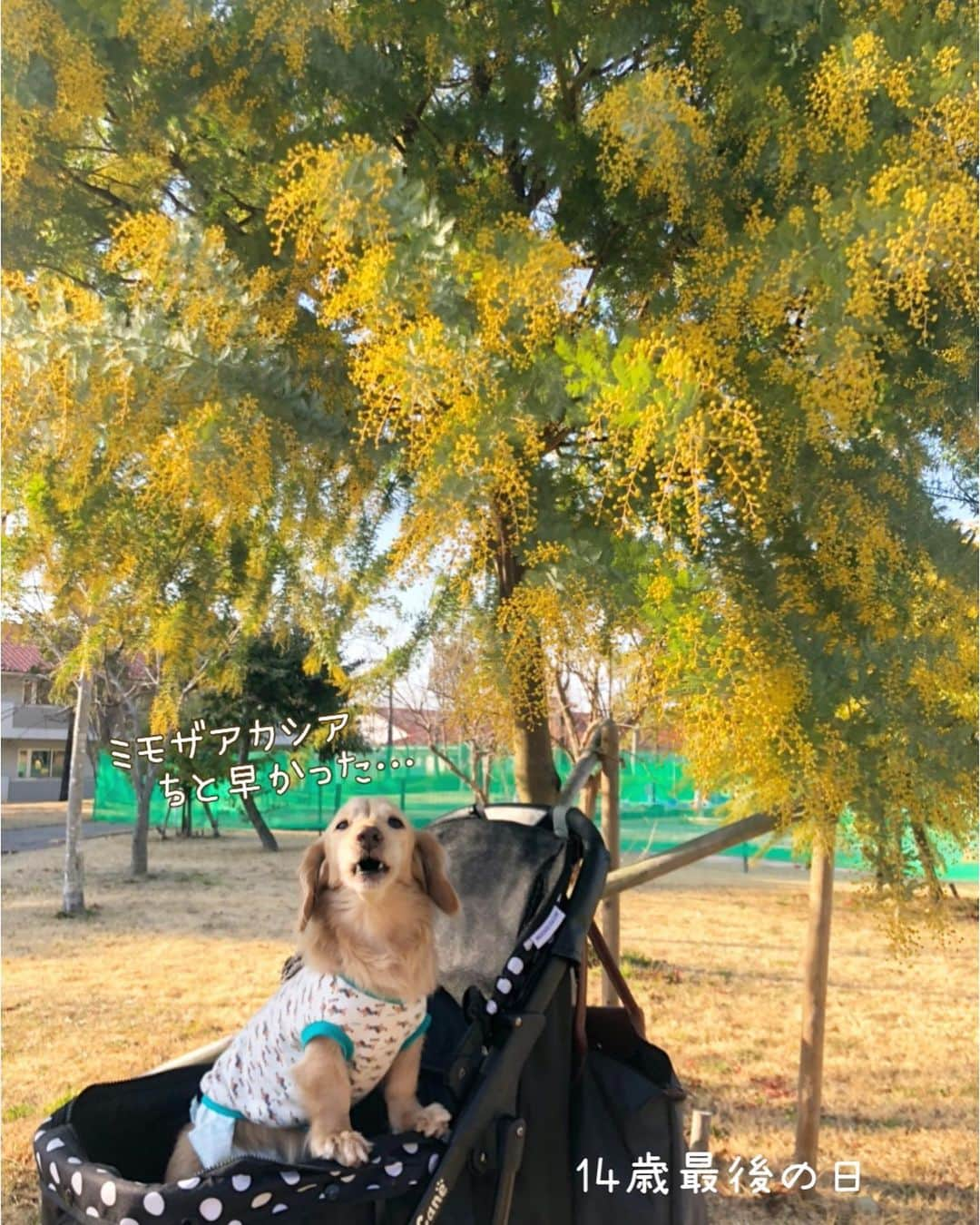 チズさんのインスタグラム写真 - (チズInstagram)「マロ君カウントダウン⏰ はじまってるよ🐶❤︎  #14歳最後の日 🎂 #誕生日前夜祭  #犬とおでかけ #ぽかぽか陽気 ☀️ #花みて 🌼🌸 #馬みて 🐴 #爆睡犬   #Mダックス#ダックス#ミニチュアダックス #親父犬#シニア犬#ミニチュアダックスフンド #ミニチュアダックスクリーム#短足部 #短足犬#カニンヘンダックス #ダックス14歳#カニンヘンダックスフンド#犬は家族#犬のいる生活#シニアライフ#インスタでわんこみるのが日課 ♡♡」2月22日 23時38分 - sqi.chizu