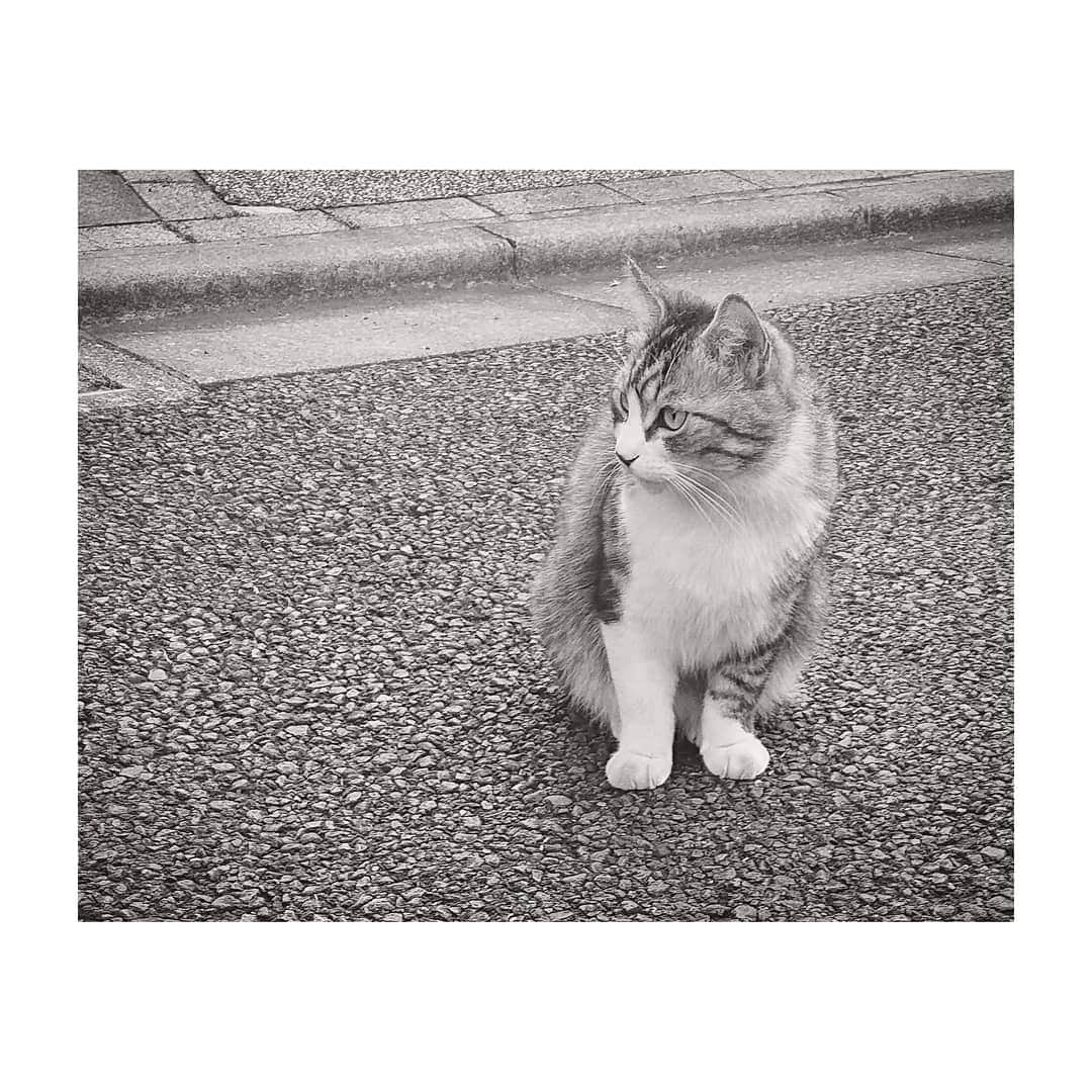 花村怜美のインスタグラム：「にゃん。 #猫 #ねこ #ネコ #にゃんこ #にゃんすたぐらむ #猫の日 #222 #cat #catstagram #instacat」