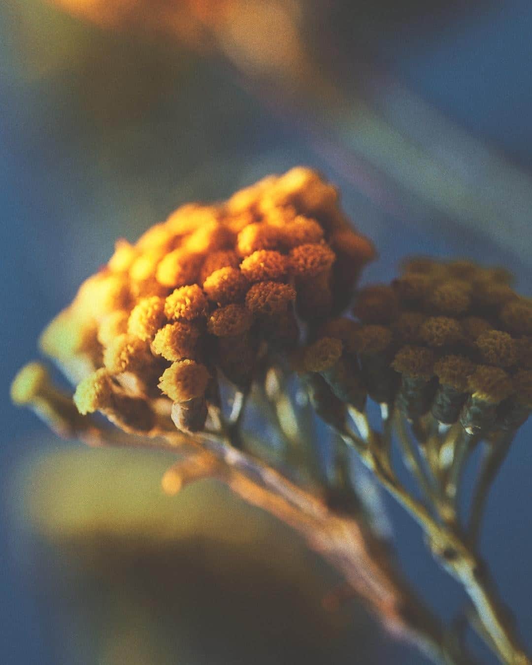 ロクシタンのインスタグラム：「Immortelle vs. retinol ⁣ In one corner you have synthesized retinol, which speeds up cell turnover so that you get the feeling of plump “new” skin. But this turnover is finite, resulting in a short-term boost at the expense of added stress to the skin. But don’t worry, our research team has found a solution inspired by nature. Immortelle is the flower that never fades. Its powers? To fight visible signs of aging and wrinkles without being harsh on skin. Which will you pick? 🤔⁣ #PowerPlants #Retinol #Immortelle #Aging #Beauty #LOccitane⁣」