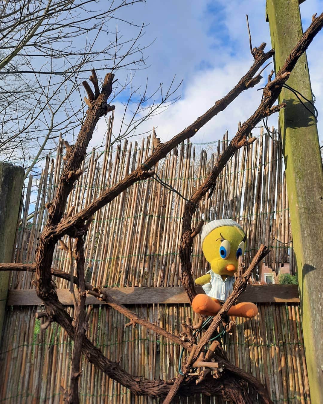 Little Yellow Birdさんのインスタグラム写真 - (Little Yellow BirdInstagram)「The weather is so lovely right now, I could almost forget it's Monday. Almost.  #littleyellowbird #tweety #tweetykweelapis #adventures #yellow #bird #monday #mondayssuck #mondayblues #startoftheweek #spring #springisintheair #lente #february #ihopemygrapesurvived #garden #sun #sunnyweather #stuffedanimalsofinstagram #plushiesofinstagram」2月22日 23時32分 - tweetykweelapis
