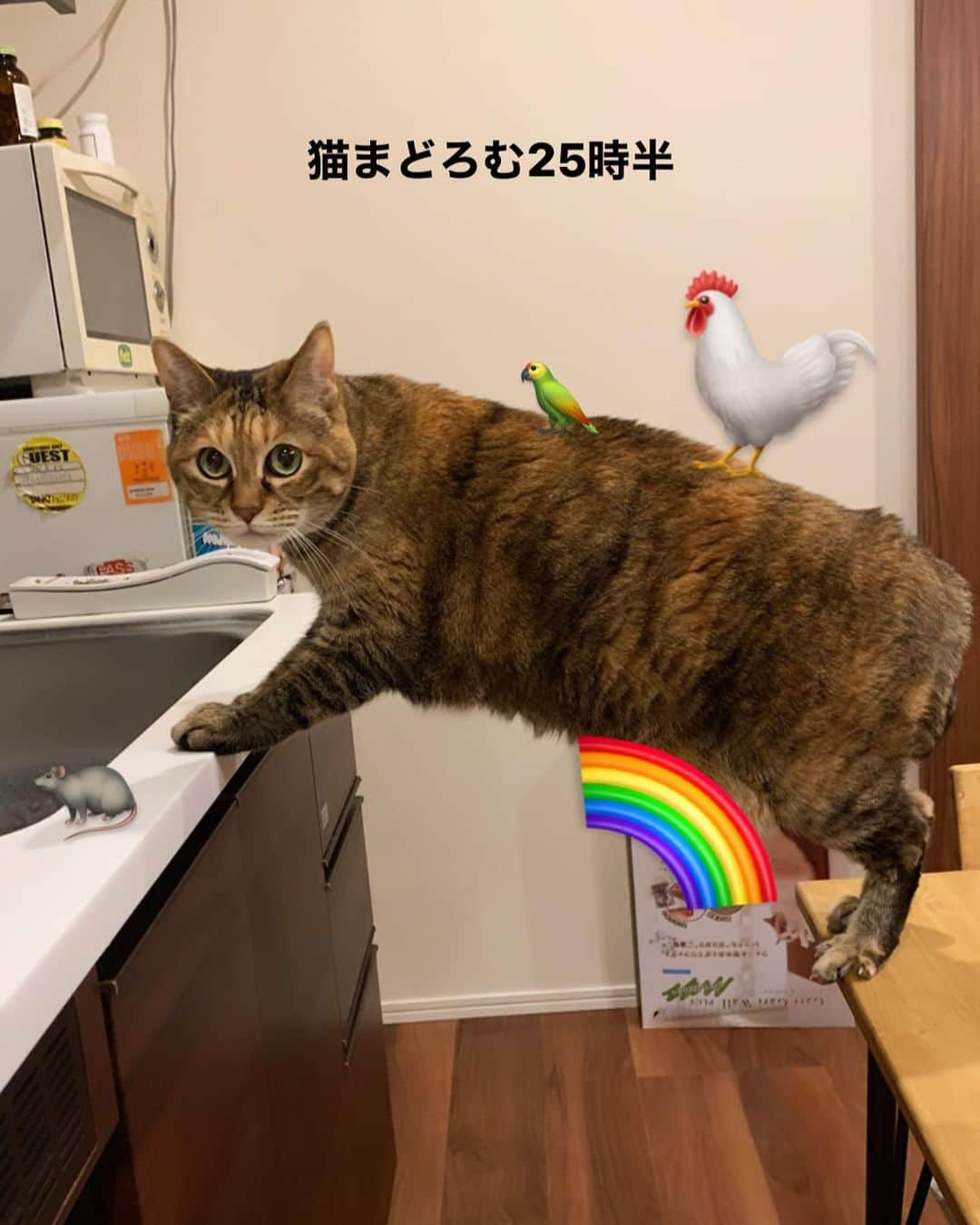 GENさんのインスタグラム写真 - (GENInstagram)「滑り込み猫の日 毎日猫の日だけど 今年ストーリーに載せたちくわの傑作選🐈」2月22日 23時34分 - 04genls