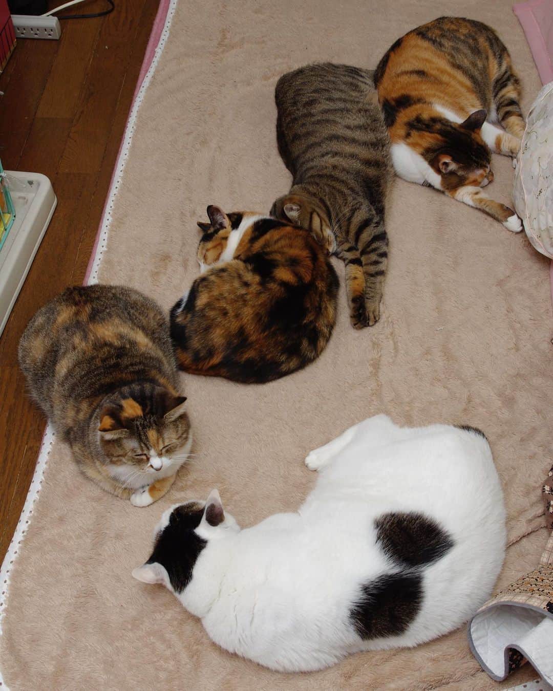Kachimo Yoshimatsuさんのインスタグラム写真 - (Kachimo YoshimatsuInstagram)「猫の日蔵出し写真 We love Hot Carpet ミルク、ココア、ミツマメ、プリンにヨウカンさん 2008年頃  #うちの猫ら #猫 #milk #cocoa #mitsumame #purin #yohkan #猫の日 #ねこ #cat #ネコ #catstagram #ネコ部 http://kachimo.exblog.jp」2月22日 23時42分 - kachimo