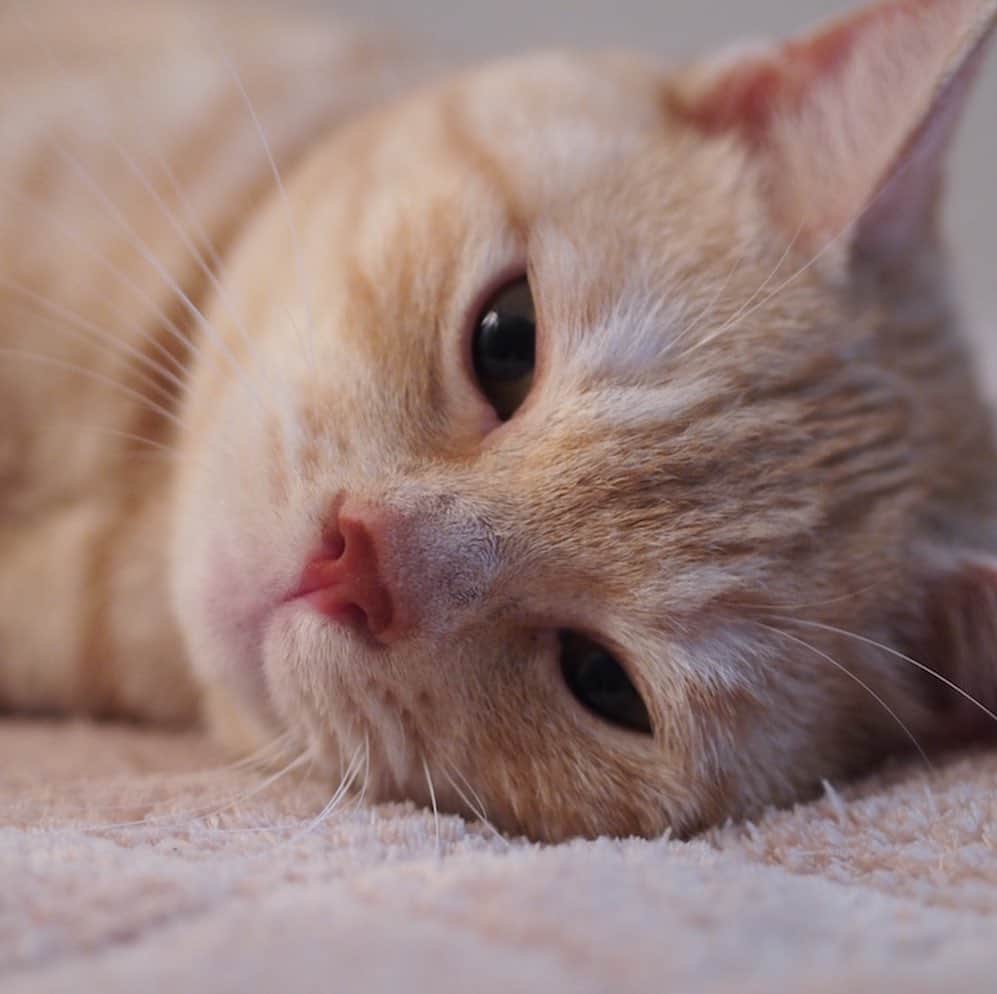 ruiruiのインスタグラム：「2月22日は猫の日 . なので福ちゃんの写真も載せなきゃね。 ６年前の福ちゃんです（2014/09/20） . . . #生前の福ちゃん #福ちゃんはお星様になりました #猫 #ねこ #にゃんこ #茶トラ #保護猫 #cat #cats #ilovecats #ilovemycat #instacat #Instagramcats #bestcats_oftheworld」