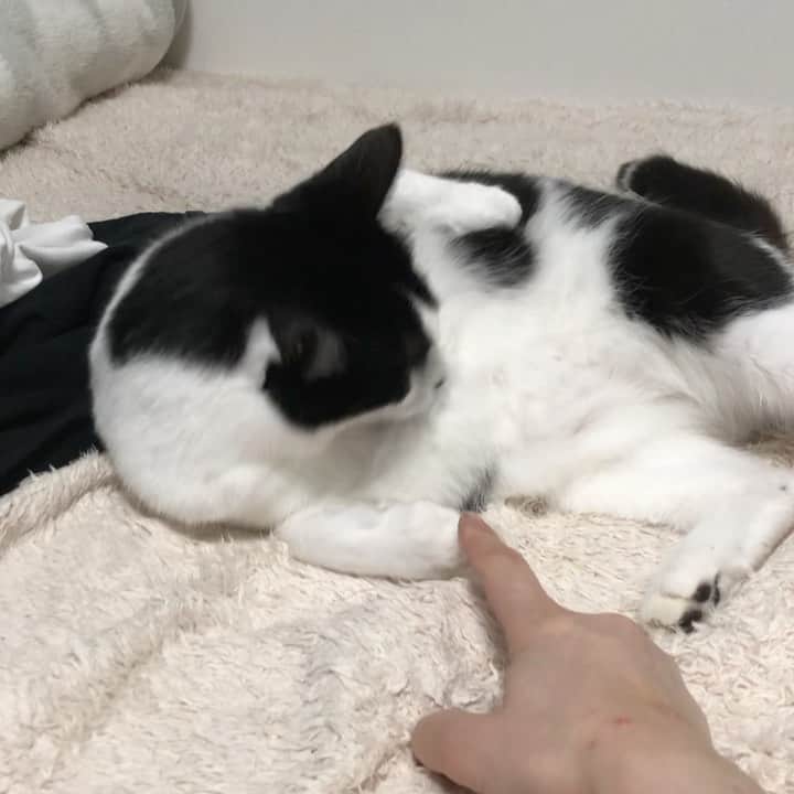 ぽんずのインスタグラム：「とくに何も起きない動画だけど、せっかく猫の日なので。  #ねこ#猫#cat#猫好き#親バカ#はちわれ#ハチワレ#はちわれ猫#ハチワレ猫#白黒猫部#にゃんすたぐらむ#ilovecat#猫大好き#うちの猫自慢#白黒猫 #我が家のぽんずくん #ちゅーちゅー妖怪」
