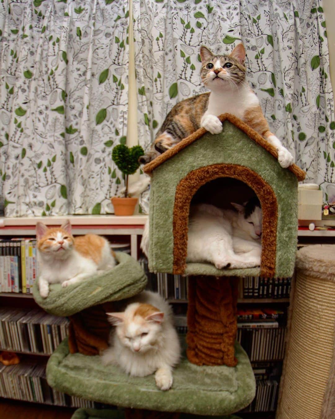 Kachimo Yoshimatsuさんのインスタグラム写真 - (Kachimo YoshimatsuInstagram)「猫の日蔵出し写真 キャットタワーに群がる。 カステラちゃん、ヨウカンさん、岸田森におかき。 #うちの猫ら #castella #yohkan #kshidashin #okaki #猫の日 #猫 #ねこ #cat #ネコ #catstagram #ネコ部 http://kachimo.exblog.jp」2月22日 23時53分 - kachimo