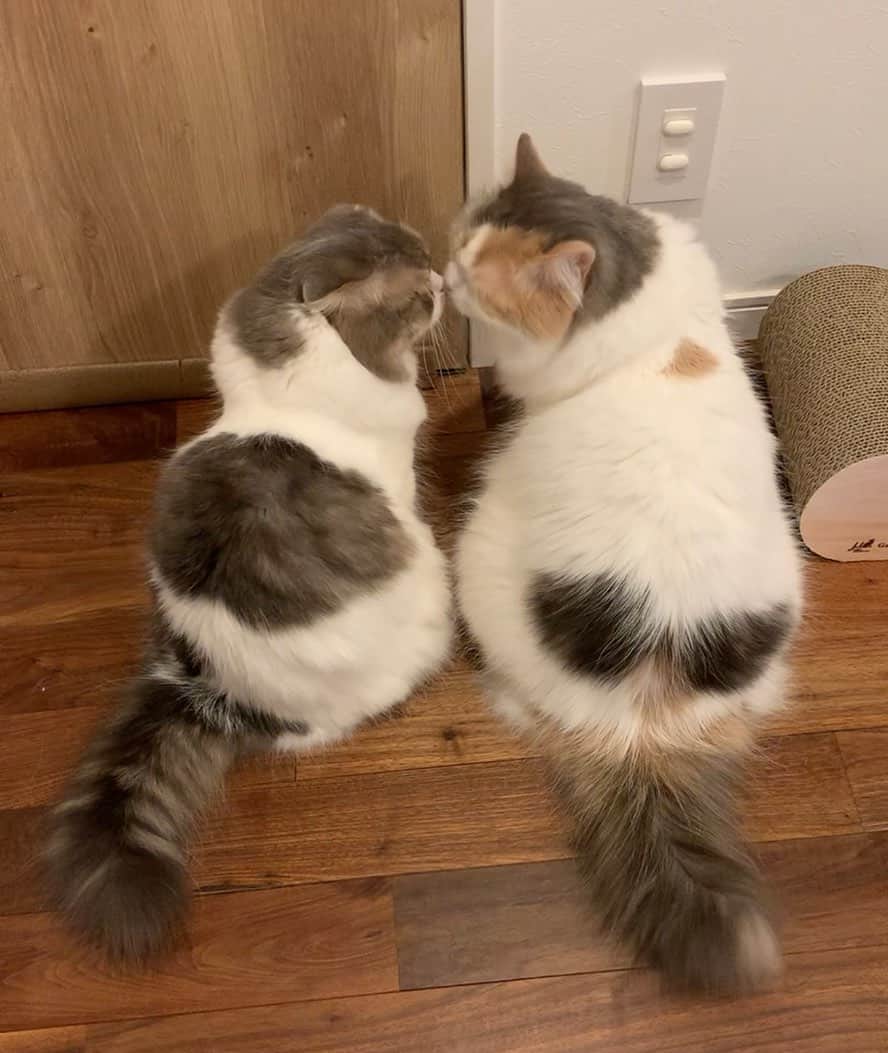 こま♔そらのインスタグラム：「こまそら koma&sora🐾 2021.2.22 . 今日は猫の日おめでとう🎉 . . いつも幸せをありがとう❤️ . . . #にゃんにゃんにゃんの日  #猫の日 #22祭 . . #みんねこ #peco #ぺこねこ部 #スコティッシュフォールド #scottishfold#neko#cute#cat#ねこ#猫 #ネコ#meow #catstagram#catsofinstagram #instagram #cats_of_instagram #kitty  #もふもふ #kawaii #adorable #fllufycat #bestmeow #bestcats_oftheworld」