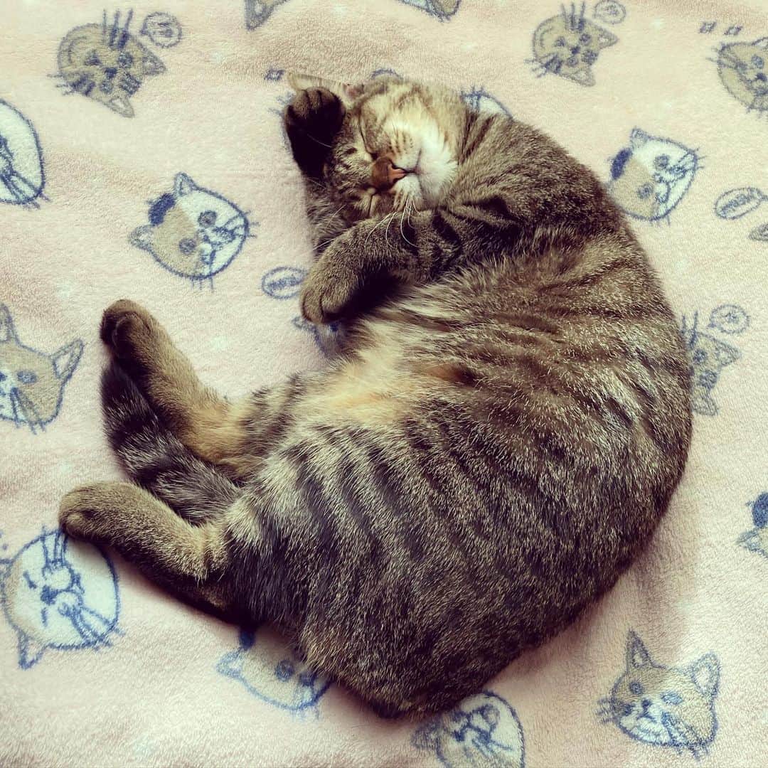 岡村有里子のインスタグラム：「❤️❤️❤️ ㅤ #猫の日　#滑り込み投稿　#シェー」