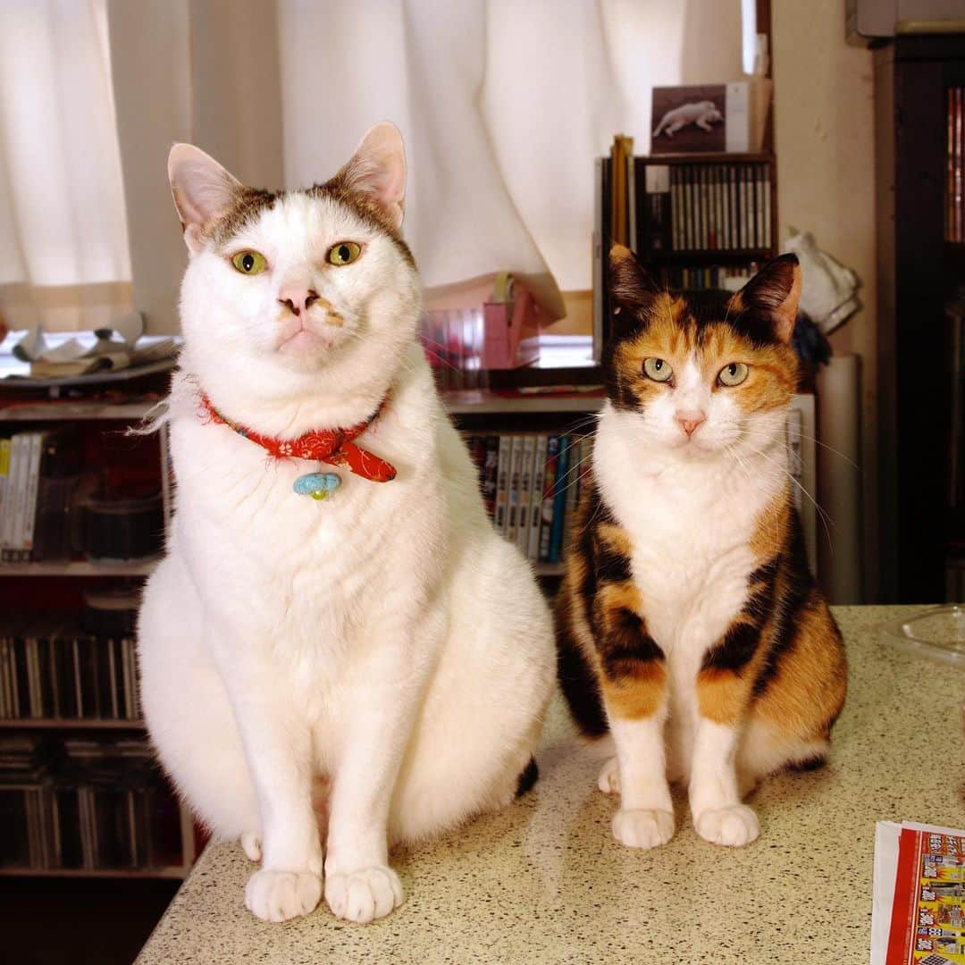 Kachimo Yoshimatsuさんのインスタグラム写真 - (Kachimo YoshimatsuInstagram)「猫の日蔵出し写真 最後はヨウカンさんとみっちゃん ありがとうございました。  #うちの猫ら #yohkan #mitsumame #猫の日 #猫 #ねこ #cat #ネコ #catstagram #ネコ部 http://kachimo.exblog.jp」2月22日 23時59分 - kachimo