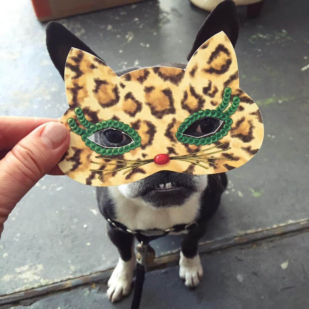 下條ユリさんのインスタグラム写真 - (下條ユリInstagram)「Sneaky #222 🤫  るーにゃん実は猫派に人気💘  #RudyTheRudeboy」2月23日 0時12分 - yurishimojo