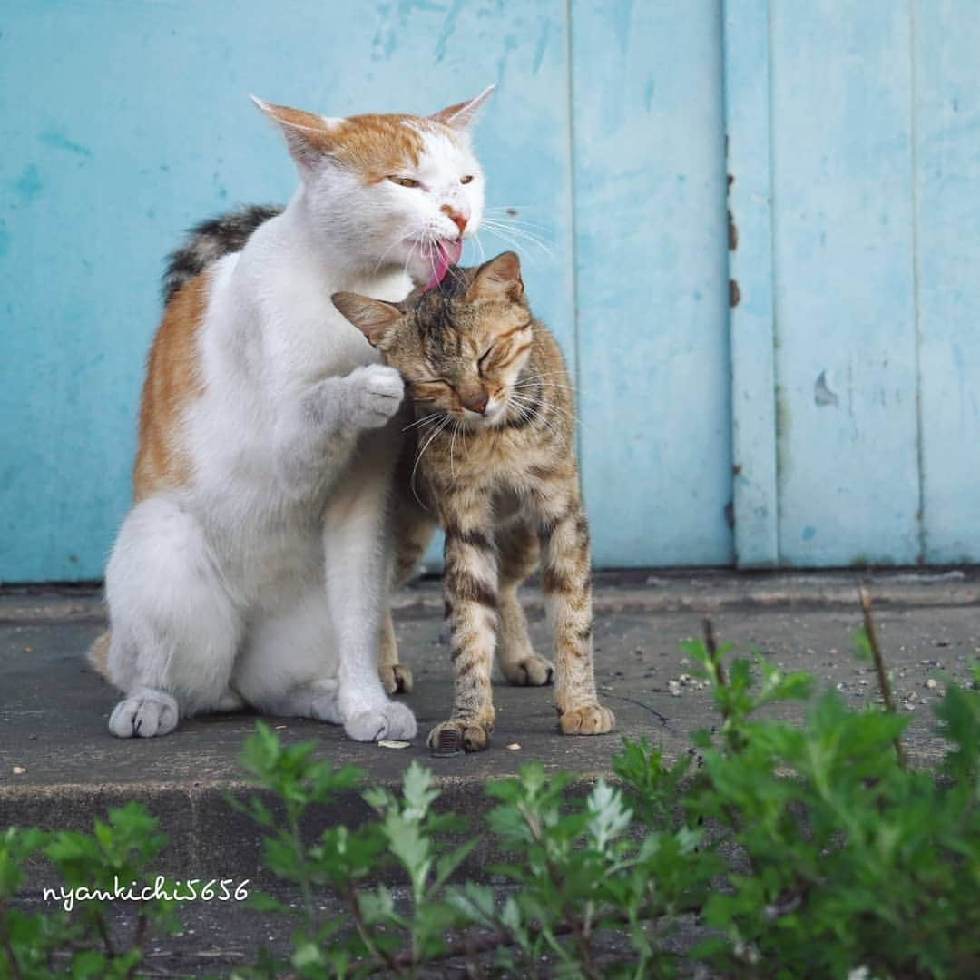 路地裏のにゃん吉さんのインスタグラム写真 - (路地裏のにゃん吉Instagram)「I cherish you　 ずっと忘れない  思い出ポート ポン吉 ごぼう  #猫の日 #แมว #고양이 #igersjp#のらねこ部#猫#ねこすたぐらむ#ねこ部#straycat #にゃんすたぐらむ#みんねこ #cats#ファインダー越しの私の世界 #catsofinstagram#catgag #gatto#catloversclub#ペコねこ部#ピクネコ #東京カメラ部#icu_japan#team_jp_西 #고양이#nekoclub #catstagram#広がり同盟 #bestcatclub #gallery_legit #kawaii#love_bestjapan #meow」2月23日 0時07分 - nyankichi5656