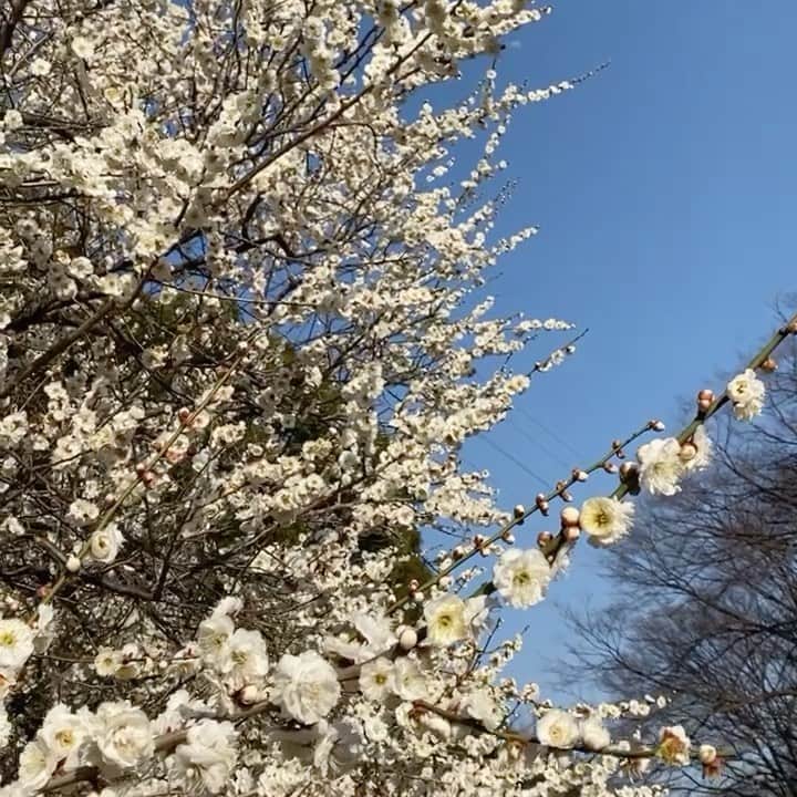 吉田佳菜のインスタグラム：「ㅤㅤㅤㅤㅤㅤㅤㅤㅤㅤㅤㅤㅤ ㅤㅤㅤㅤㅤㅤㅤㅤㅤㅤㅤㅤㅤ 気付けば東京に来て半年 もうすぐ初めての春がくる🌸☺️ ㅤㅤㅤㅤㅤㅤㅤㅤㅤㅤㅤㅤㅤ ㅤㅤㅤㅤㅤㅤㅤㅤㅤㅤㅤㅤㅤ #春  #桜 #駒沢オリンピック公園 #駒沢公園ジョギングコース #ランニング #tsuru_kana」