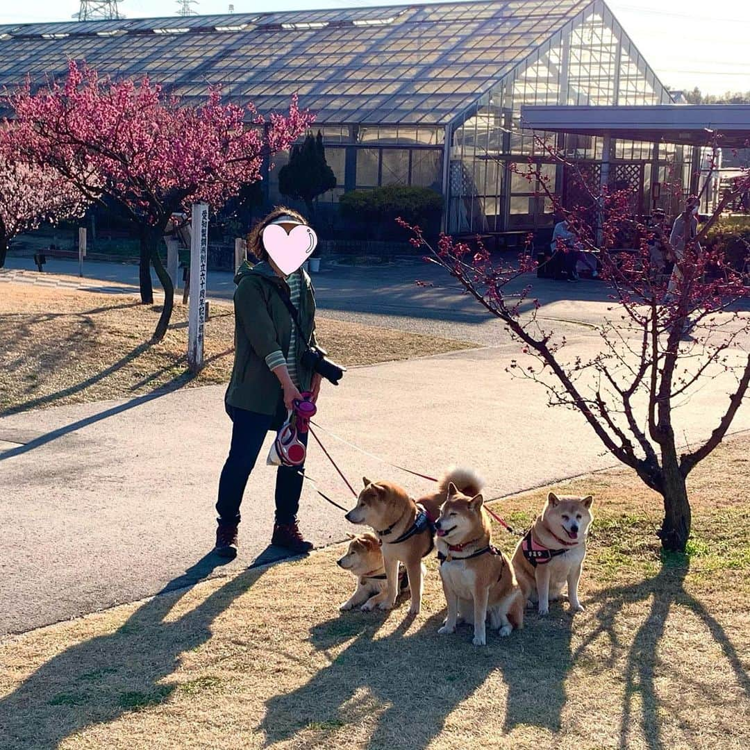 linnmamaさんのインスタグラム写真 - (linnmamaInstagram)「梅満開の「佐布里緑と花のふれあい公園」〜暑いくらいの晴天☀️に誘われて、夕方散歩は佐布里池まで行ってきました🚙〜①②③④色とりどりの梅と4柴たち💖〜⑤菜の花と梅のコラボ💕〜⑥暑かった(21℃)けど楽しかったね😍〜平日の午後ということで、空いてました😘 ＊ ＊  #柴犬#dog#柴犬凜の勇気凜々everyday#shibastagram#stayhome #花活 #写活 #梅 #菜の花#佐布里池 #佐布里緑と花のふれあい公園」2月23日 0時24分 - linnmama