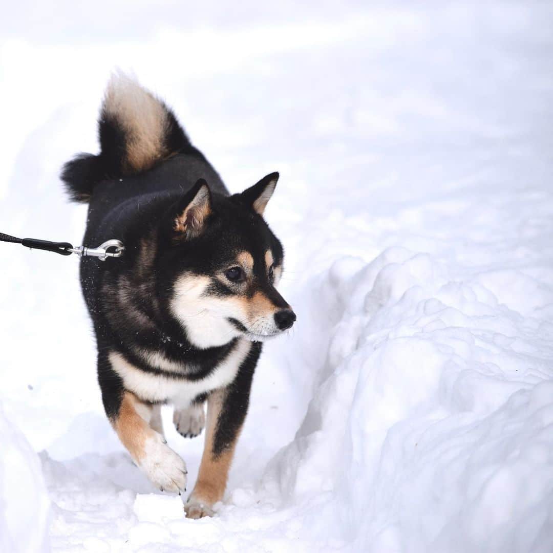吾子さんのインスタグラム写真 - (吾子Instagram)「・ ・ ねえ、皆わんのところは桜が咲いた❓🌸 ・ 北海道はまだまだ雪深いよ☃️ ・ ・ ・ ・ ・ #でも雪も好きなんだわん🐶❤️ #春はまだ遠い #Sapporo ・ 北海道の柴犬 #柴北会 の皆ワン🐶💕早くみんなで安心してお散歩ができますように🐶👍🏻💕 ・ #adorable #instadog#shibainu#dog#instagramjapan#instashiba#kuroshiba #kuroshiba#socute #cutedog#いぬのきもち #黒柴 #dogstagram_japan」2月23日 0時28分 - acoshiba