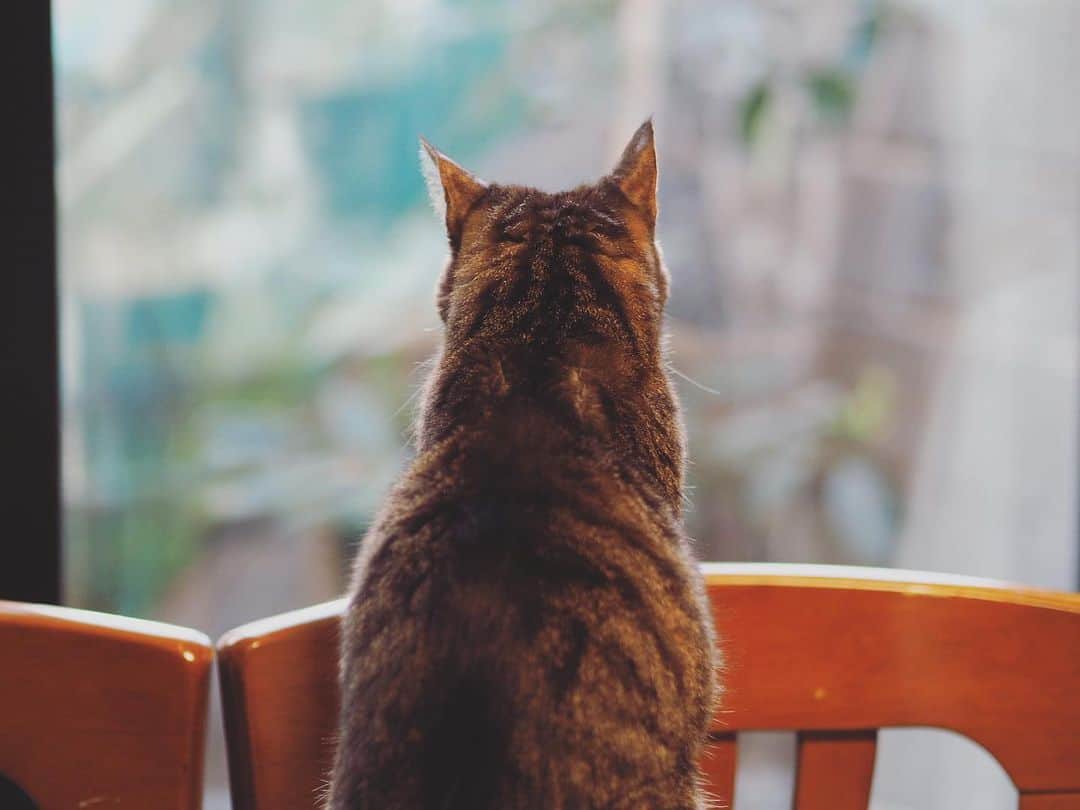 のインスタグラム：「2月22日、ねこの日〜でした🐈 お父さんを口説き落として我が家に迎え入れた保護猫のハクさん。 人間が怖くて怖くて仕方なかったけど、今では立派なわがままボーイ（もうおじさん）になりました。 すきな生き物の後ろ姿ってなんか愛おしいよね。 帰ったら遊びたいけど構ったら嫌がられるんだろうなぁ〜。 長生きしてね🐈 . #ねこの日  #海青カメラ  #ねこすたぐらむ」