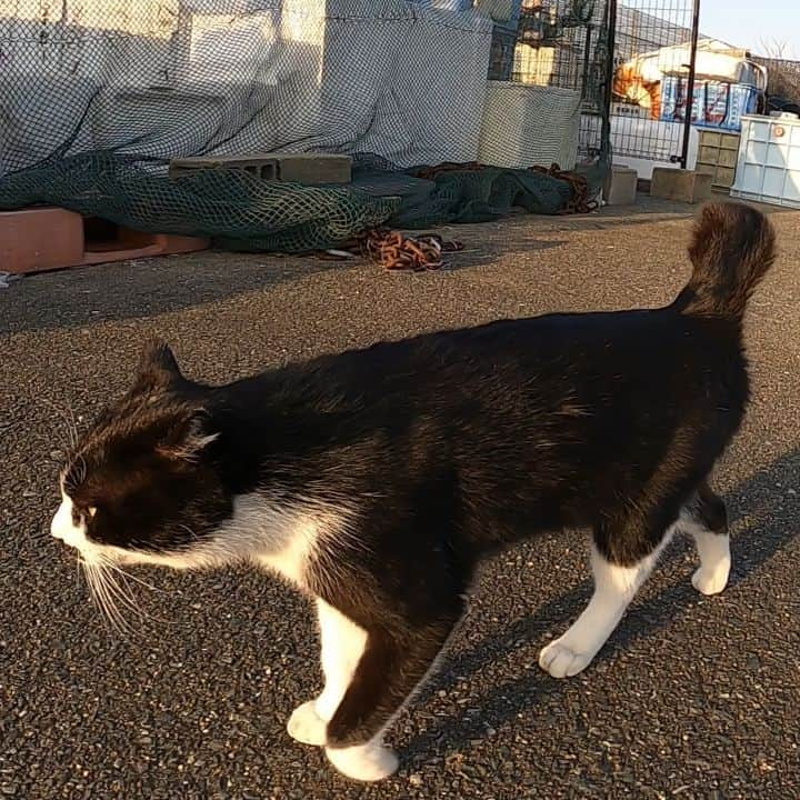 感動猫動画のインスタグラム