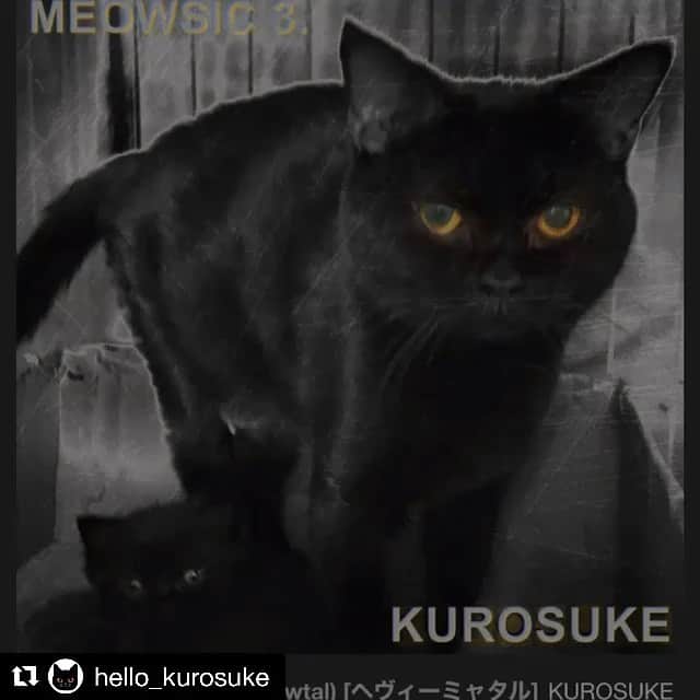 大沢伸一のインスタグラム：「今年はヘビーミャタル🎸⚡️  #Repost @hello_kurosuke with @get_repost ・・・ 🎸🪙🐈‍⬛ HEAVY MEOWTAL #heavymetal #heavymeowtal #222day #ニャー #catmusic #meowsic #blackcat きいてください！！ I PROMISE YOU WILL BE DESTROYED!!!! 😼 link in bio」