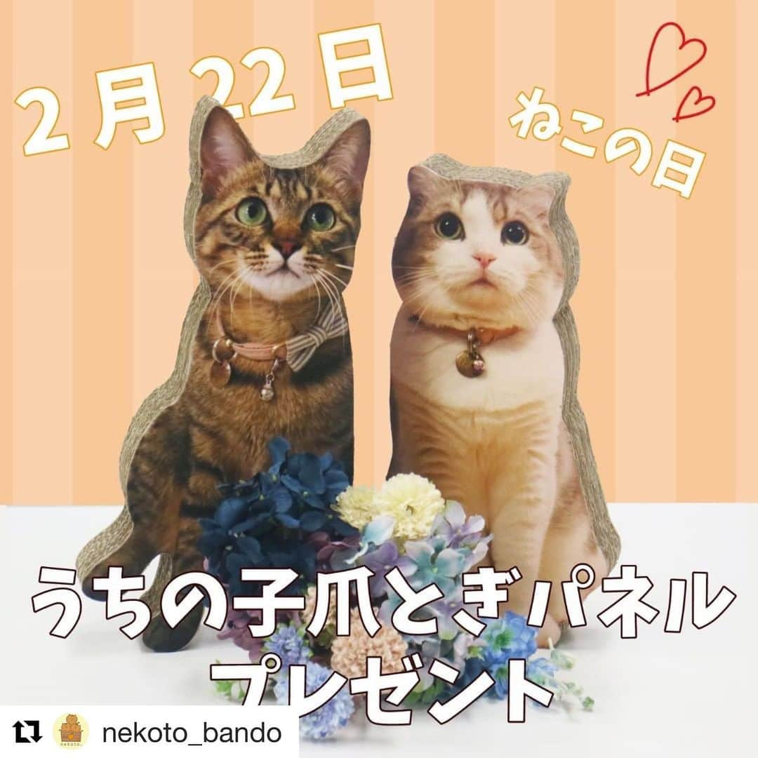 リプリー王子のインスタグラム：「2021.02.23 #0223ripleyn @nekoto_bando さんの 猫の日プレゼント企画に応募します！ #nekoto_プレゼント企画  . ****************************  #Repost @nekoto_bando with @get_repost ・・・ 🐾一年に一度の #猫の日 🐾 いつも応援してくださっているフォロワーの皆様ありがとうございます😊💓 大人気企画 #うちの子爪とぎパネル プレゼント企画を開催いたします！✨ 画像はモア＆メメちゃん！(のパネルだよ！)本当そっくりにできていてお気に入りの一枚です😊  応募概要はこちら👇 ①nekoto_bando ( @nekoto_bando )をフォロー♪ ②この投稿をリポスト！スクショ等でもOK！タグ付け等でも大丈夫ですよ😉 ③#nekoto_プレゼント企画 のハッシュタグをつけて頂けると分かりやすいので嬉しいです！  期間は本日から、明日23日いっぱいまでとさせていただきます！ ※お写真は解像度の高いものをご用意ください。低いものはどうしてもぼやけてしまいますのでご了承ください。 ※なるべく実寸サイズを心がけておりますが、猫ちゃんのポーズや大きさによってまちまちですのでよろしくお願いします。 ※自立しそうな全身像でお願いします。 ※1つ1つ手作業＆加工になりますので、作成にはお時間がかかるのとサンプル品です。 TwitterとInstagram合同企画ですので、Twitterもやってる方はTwitterでの応募も可能です😉👍 是非参加してくださいませ💓 こういった爪とぎに関するコメントも頂けると大変嬉しいです、今後の企画の参考にもさせていただきます！  *＊では、素敵な猫の日を過ごしましょう＊*  . #猫 #猫好き集まれ #ねこすたぐらむ #にゃんすたぐらむ #ねこら部 #猫といる暮らし #プレゼント企画 #にゃんにゃんにゃんの日 #爪とぎ #パネル #nekoto_ #cat #catstagram #企画 #うちの子グッズ #猫用品 #インテリア #世界に一つだけ」