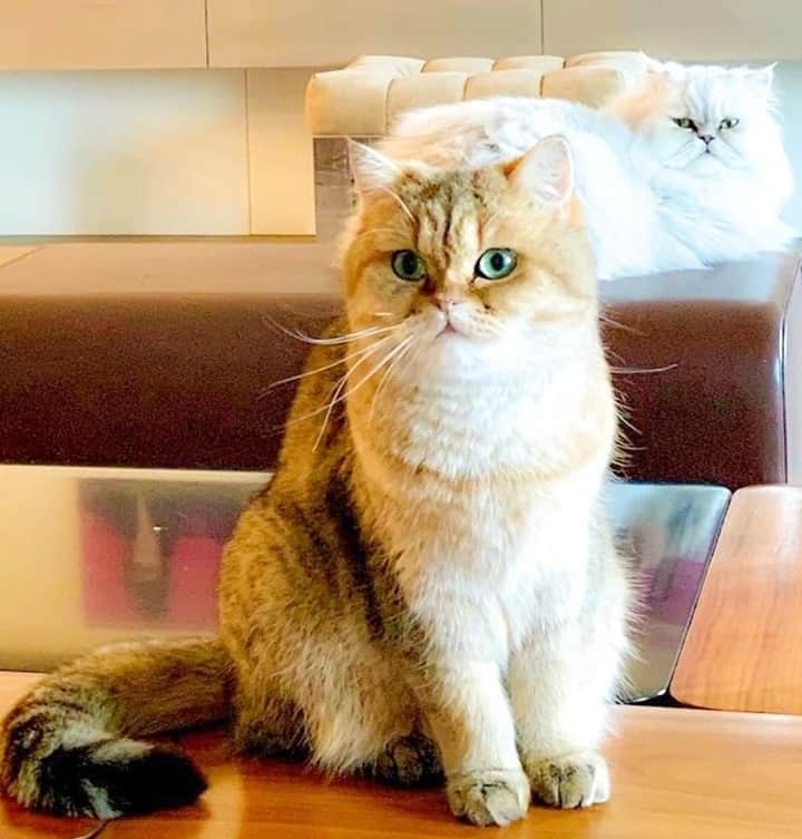 ポール&ジョーさんのインスタグラム写真 - (ポール&ジョーInstagram)「Today is the national Cat Day in Japan! Nounette and Gipsy just wanted to say "Hi!" for the occasion 🐈💕⁠ -⁠ #PaulandJoe #Cat #Nounette @gipsythechat #Catday #Catlovers」2月23日 1時05分 - paulandjoeparis