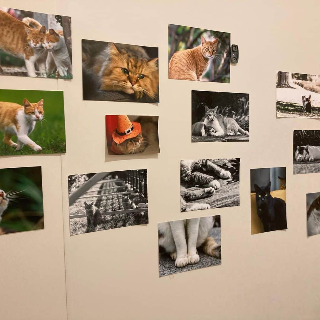アンナのインスタグラム：「コンビニのトイレ行ったら猫ちゃんの写真でいっぱいだった🐈」