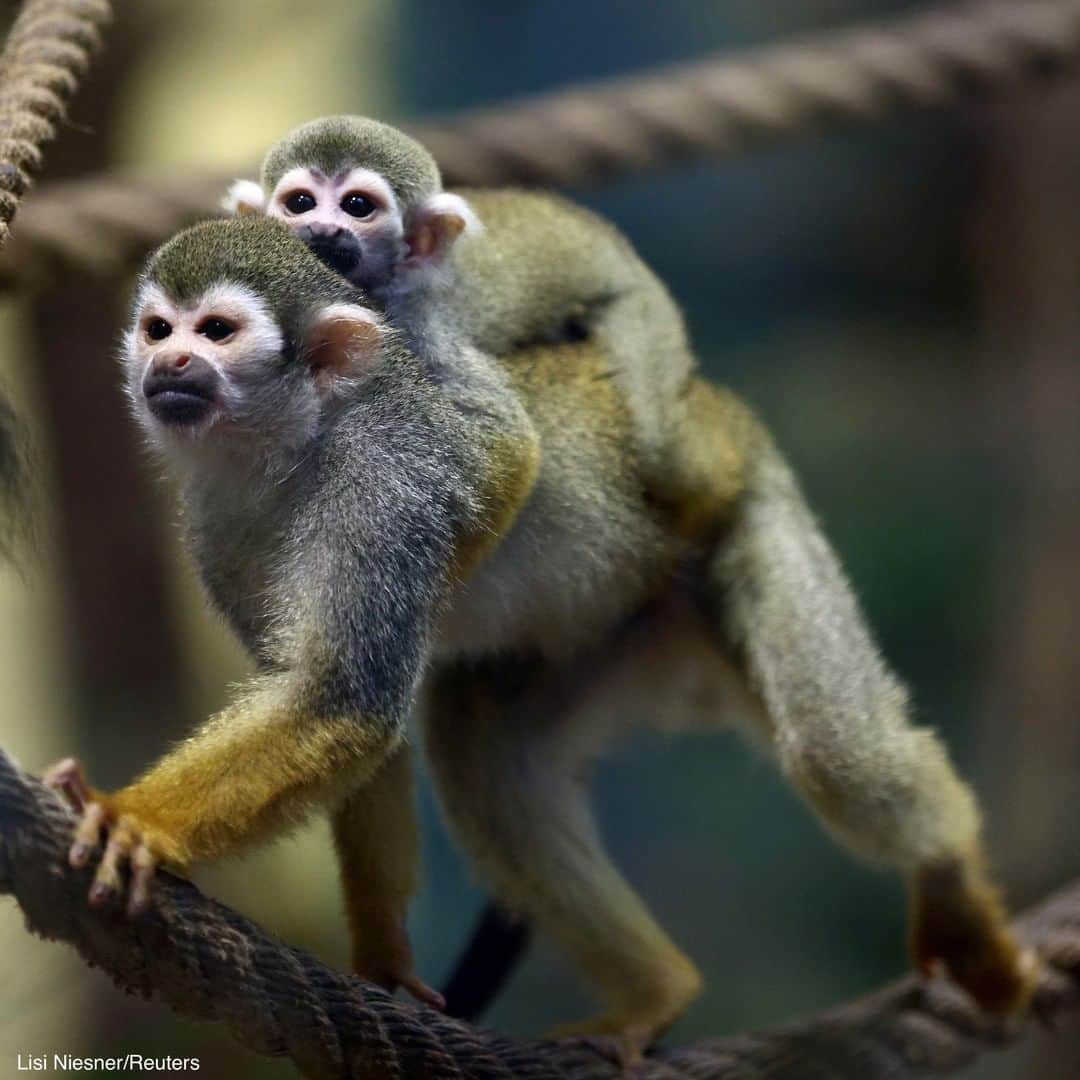 ABC Newsさんのインスタグラム写真 - (ABC NewsInstagram)「A common squirrel monkey carries her cub in their enclosure at the Schoenbrunner Tiergarten zoo in Vienna, Austria.」2月23日 1時19分 - abcnews
