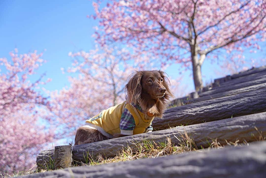 etsukoのインスタグラム：「* 2021.02.23 🌸 * * * 🐶💬 『年々 大きくなってるですよ🌸 』 * * * 👧💬 『アロハと共に 成長してるんだねぇ(*´艸`*) 』 * * * アロハがまだ1～2歳の頃 初めて 🐶友達と一緒に遊びに来てね。 その頃は まだ 若い苗木みたいなのが 植えられてるだけで  目的は野山遊びだったのに  今じゃ こんな🌸🌸🌸 (*´꒳`*)ﾟ*.・♡ 『ねーねー。この木 桜じゃない？  これがおっきくなったら きっと ここ凄く綺麗だよねー🌸 』なーんて 言っていたのが ついこの間のよう…。 懐かしい想い出に 胸がキュン（ＴＴ） * * * #アロハと花巡り #神奈川散歩 #ちびっ子の頃から #来てたのよん #河津桜 #ミニチュアダックスフンド #ミニチュアダックス #ダックスフンド #ダックス #チョコソリッド #チョコソリ #犬のいる暮らし #ワンコなしでは生きて行けません会 #inuくらぶ_jpn #inuclub_jpn #dogstagram #dogoftheday #dogsofinstagram #whim_fluffy #wooftoday  #wp_flower  #ig_dogphoto  #ig_flower  #todayswanko  #alohahappy🐶  * * *」