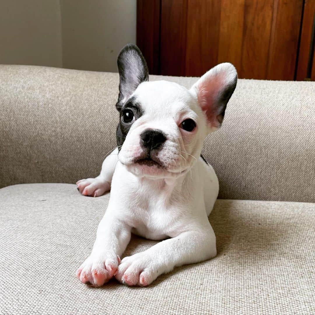 Regeneratti&Oliveira Kennelのインスタグラム：「Bartholomew ❤️ #frenchie #frenchbulldog #bulldog」