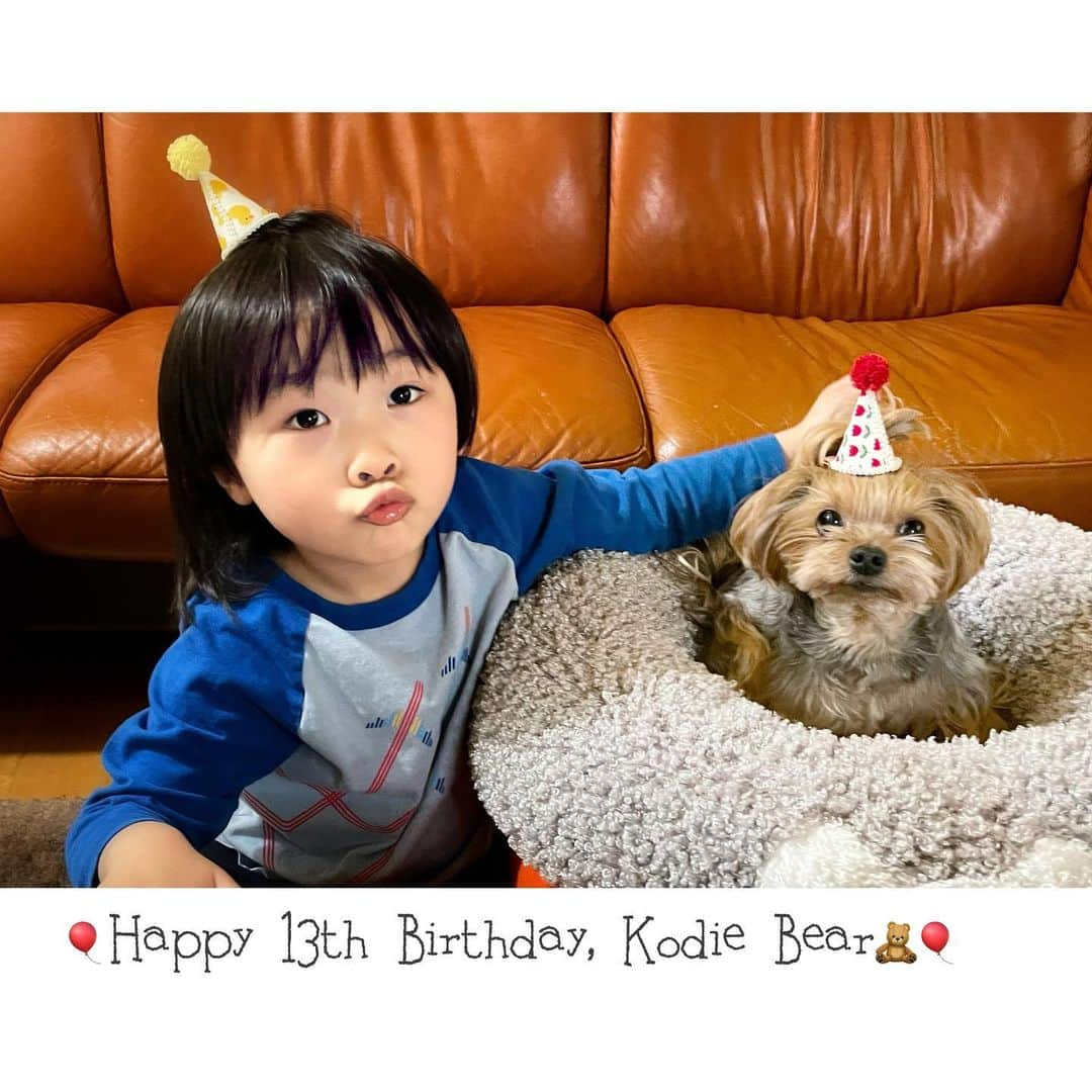 Kodie Bearさんのインスタグラム写真 - (Kodie BearInstagram)「🎈Guess who came to celebrate 🎉 my Birthday ? 🥳🥳🥳🎈」2月23日 2時24分 - kodietheyorkie