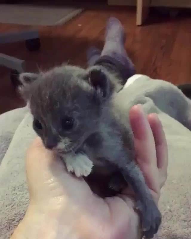 Cats of Instagramのインスタグラム：「From @whiskersnpurrs: “Remember that time I fostered a baby koala?” #catsofinstagram」