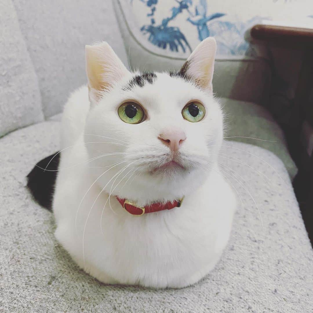 Siznaさんのインスタグラム写真 - (SiznaInstagram)「#dura #cat #づら #猫 #sizna #雑種 #元地域猫 #ヅラ #ヅラ猫 #ヅラ猫部 #にゃんスタグラム #猫変態を増やそうの会 #猫の日」2月23日 2時34分 - dura0227