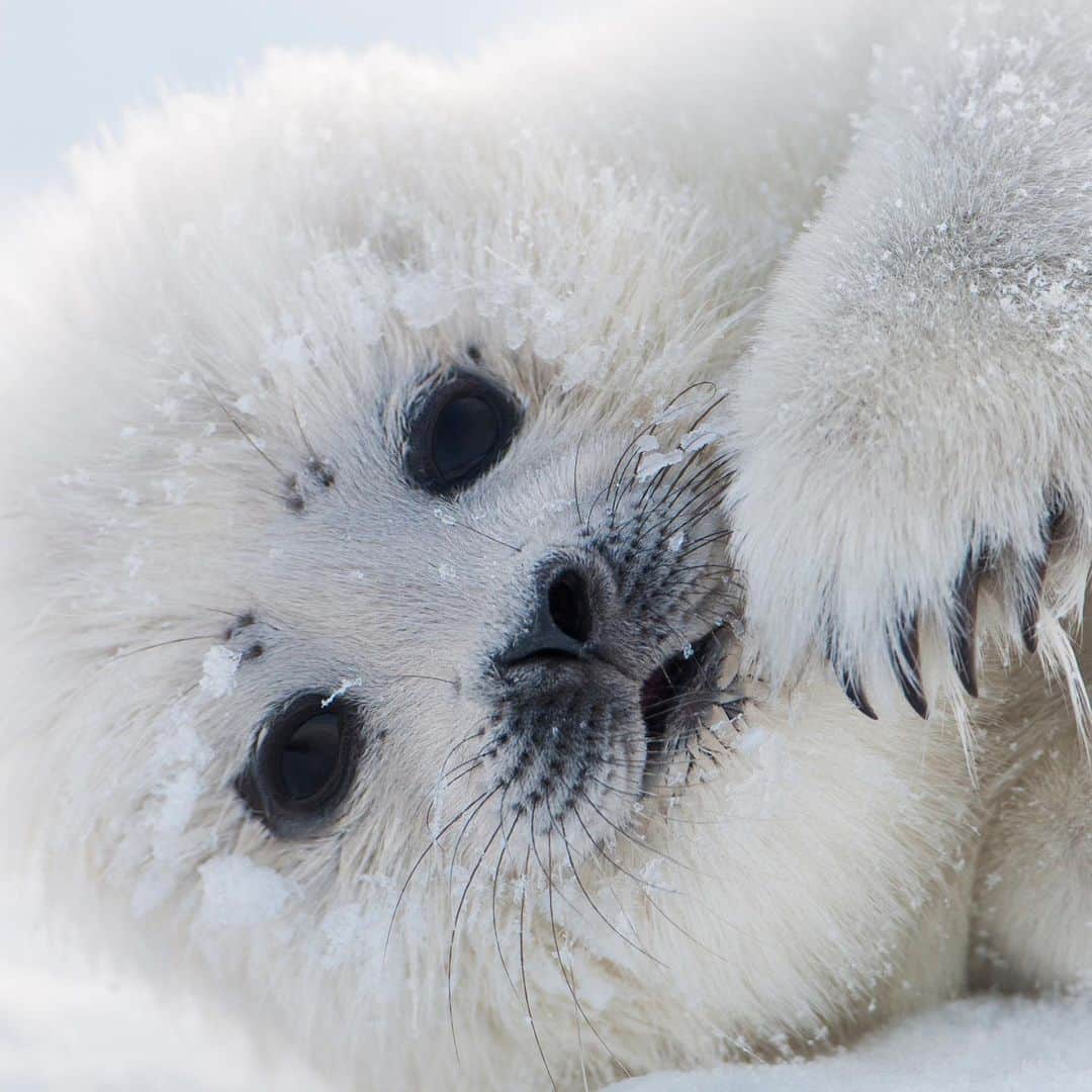 thephotosocietyさんのインスタグラム写真 - (thephotosocietyInstagram)「Photo by @florianschulzvisuals / Baby seal pups cannot withstand long periods of time in the freezing water and wait for their mothers on the ice, next to the breathing holes. When a snowdrift forms, it allows seal pups to hide in their lairs, hidden from polar bears and protected from the worst cold.   Ringed seals have the unique ability to keep their breathing hole open by scratching away the ice—even in winter's peak when the sea ice is more than two feet (half a meter) thick. To get this series of photographs, I spent most of the night like a seal—on my belly. Please follow me @florianschulzvisuals for more stories from the wild.」2月23日 2時38分 - thephotosociety