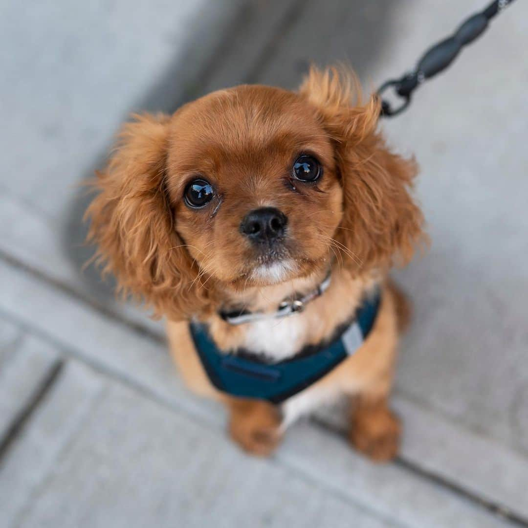 The Dogistさんのインスタグラム写真 - (The DogistInstagram)「Kobe, Cavapoo (12 w/o),10th & 5th Ave., New York, NY • “He loves to pee on all the couches and carpets.”」2月23日 2時39分 - thedogist