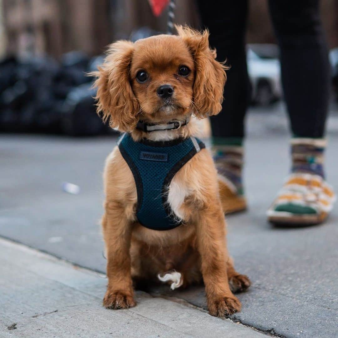 The Dogistさんのインスタグラム写真 - (The DogistInstagram)「Kobe, Cavapoo (12 w/o),10th & 5th Ave., New York, NY • “He loves to pee on all the couches and carpets.”」2月23日 2時39分 - thedogist