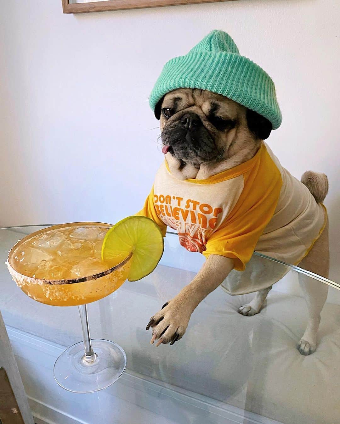 itsdougthepugさんのインスタグラム写真 - (itsdougthepugInstagram)「“Me after one marg vs me after three” -Doug • Happy #nationalmargaritaday 🍸Shout out to my neighbor @soundtrackmydrink for making me the most epic margs! Go give him a follow if u like music and cocktails.」2月23日 3時02分 - itsdougthepug