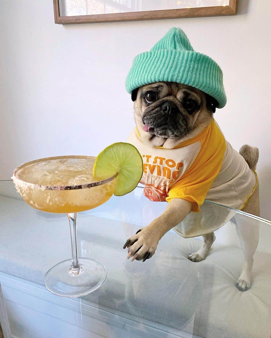 itsdougthepugさんのインスタグラム写真 - (itsdougthepugInstagram)「“Me after one marg vs me after three” -Doug • Happy #nationalmargaritaday 🍸Shout out to my neighbor @soundtrackmydrink for making me the most epic margs! Go give him a follow if u like music and cocktails.」2月23日 3時02分 - itsdougthepug