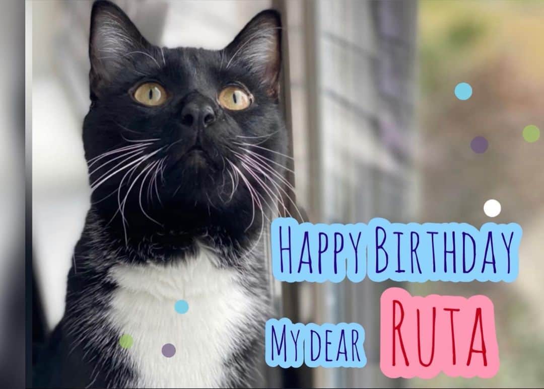 志田光さんのインスタグラム写真 - (志田光Instagram)「Happy Birthday my dear RUTA 🐈‍⬛🎉✨✨ 🌼🌼🌼🌼🌼 #happybirthday #cat #kitty #iloveyou #誕生日 #ねこ」2月23日 3時03分 - shidahikaru