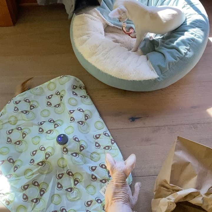 マーガレット・チョーのインスタグラム：「To each their own #sphynx #chihuahua #rescuedog #love」