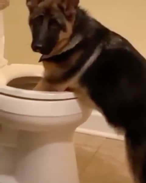 animalsのインスタグラム：「When you drop your AirPods in the toilet by mistake 😅 Video by: @dr3wsmith」