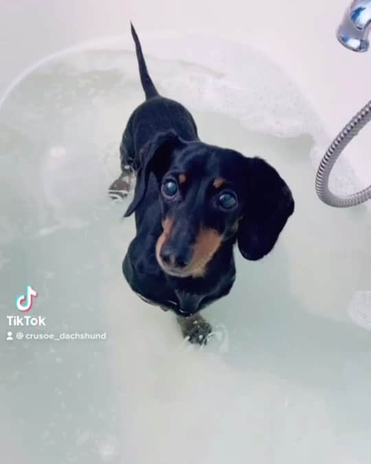 Crusoe the Celebrity Dachshundのインスタグラム：「“My first bath since surgery and feeling extra floofy! 😋” ~ Crusoe」