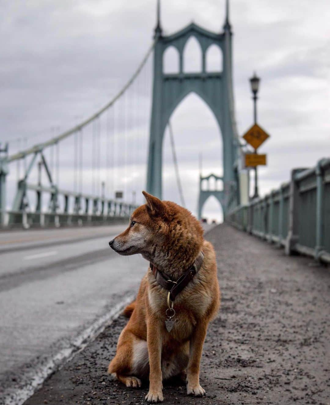 Portlandさんのインスタグラム写真 - (PortlandInstagram)「Portland: The city of bridges ( & cute pups)🐶 - 📷: @hesmyalibi  #Portland #PortlandNW #PDX #OregonNW」2月23日 3時36分 - portland