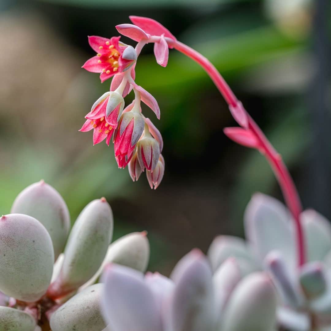 ニューヨーク植物園のインスタグラム：「The Plant Doctor is in! 🌿 . We're taking your home gardening and houseplant challenges and getting our NYBG experts' input. Leave your question here in the comments by Thursday morning. On Friday we'll follow up with answers, helping you keep your plants—like this Pachyphytum in the Haupt Conservatory—thriving both indoors and out. . #Pachyphytum glutinicaule #plantlove #nybgathome #museumfromhome」
