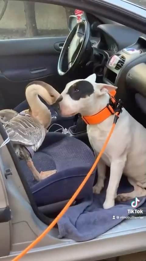 DogsOf Instagramのインスタグラム：「“We may be quite different, but we sure love each other a whole lot” — @ninobullterrier   #loveislove #dogsofinstagram #unlikelyanimalfriends #animalfriends」