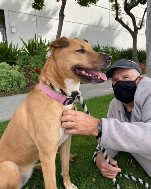トニー・アゼベドのインスタグラム：「Long Beach friends: please help me spread the word about an amazing dog named Emi who needs to be adopted (Sharpei/ Red Heeler mix)   Ideal home would be an active family with no other pets who can give her a lot of TLC.  For more please contact the Lovejoy Foundation in Inglewood」